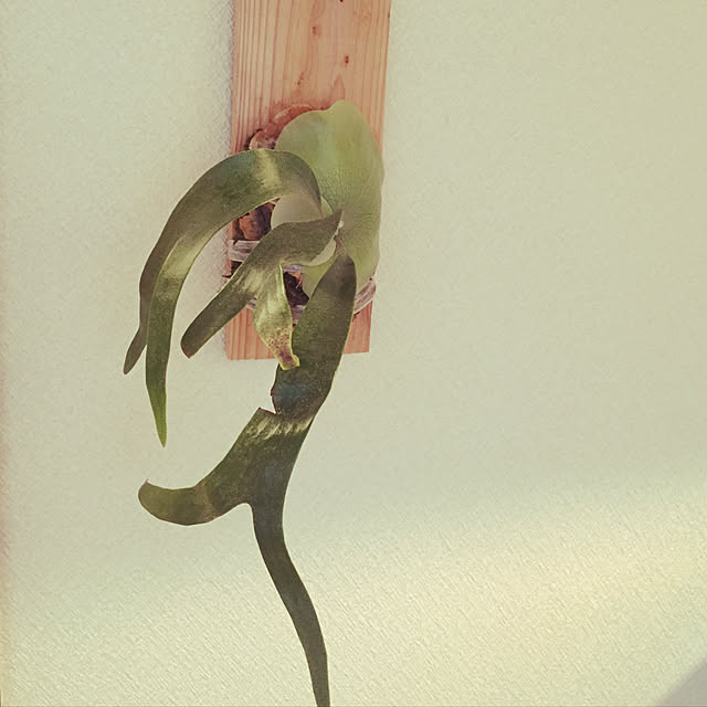 n_ikumiiiさんの実例写真