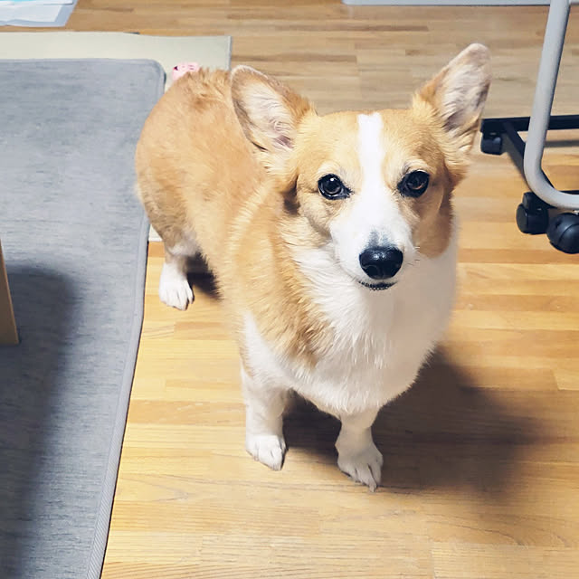 akimameさんの実例写真