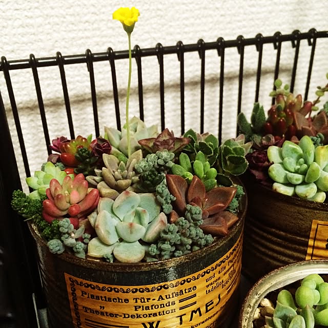 多肉植物/多肉ちゃん/植物/多肉寄せ植え/ベッド周りのインテリア実例 - 2015-03-07 15:30:54