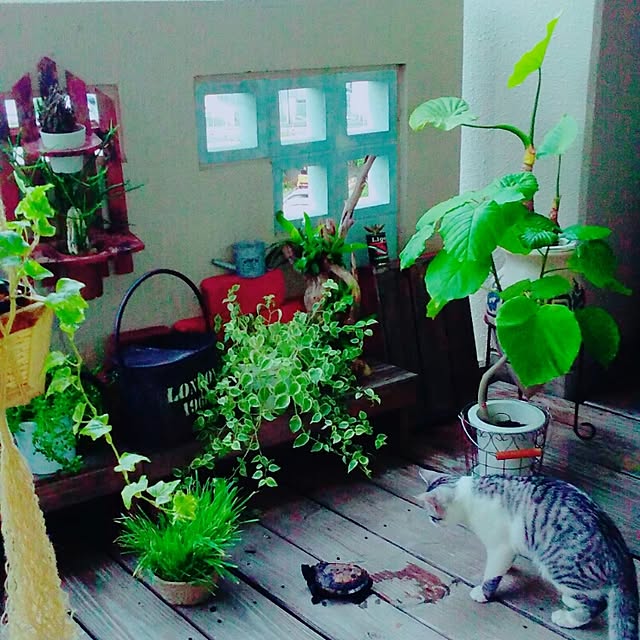 syungikuさんの実例写真