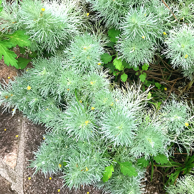 portulacaさんの実例写真