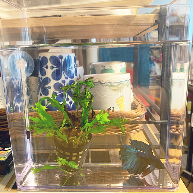 hayuchiさんの実例写真