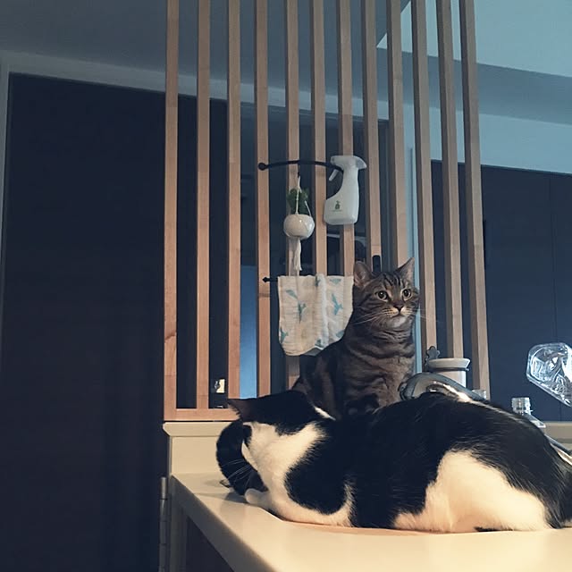 mikomaruさんの実例写真