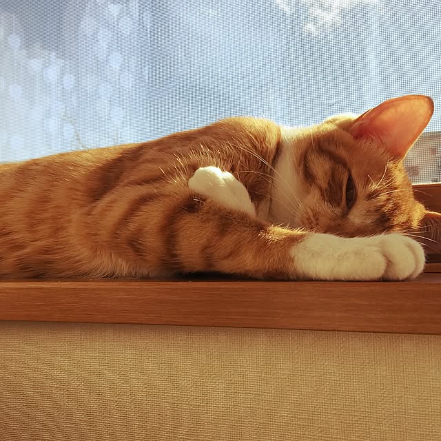 baronkotarouさんの実例写真