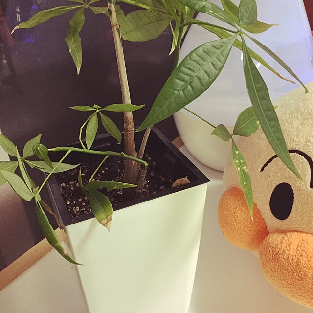 yuccoさんの実例写真