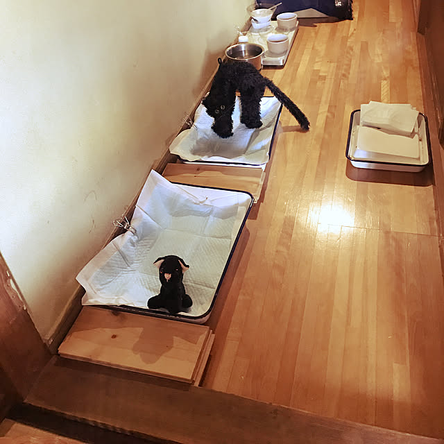 neko-2.2.2runmuさんの実例写真