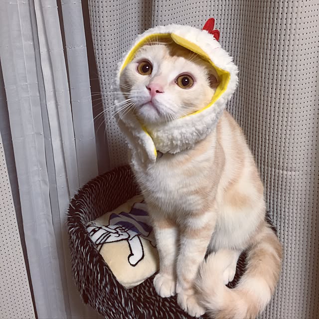 hiyupan88さんの実例写真
