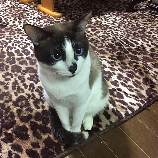 vivienne.coco-keiさんの実例写真