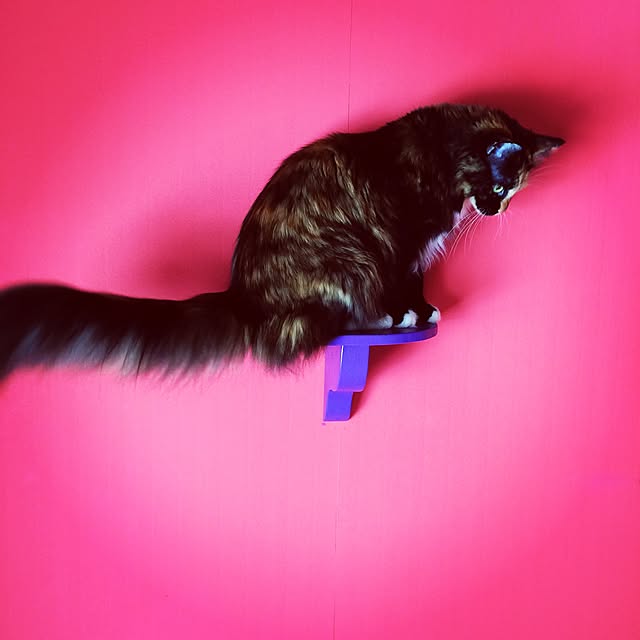 nekobusさんの実例写真