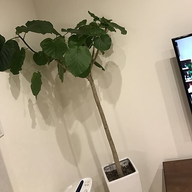 skoさんの実例写真