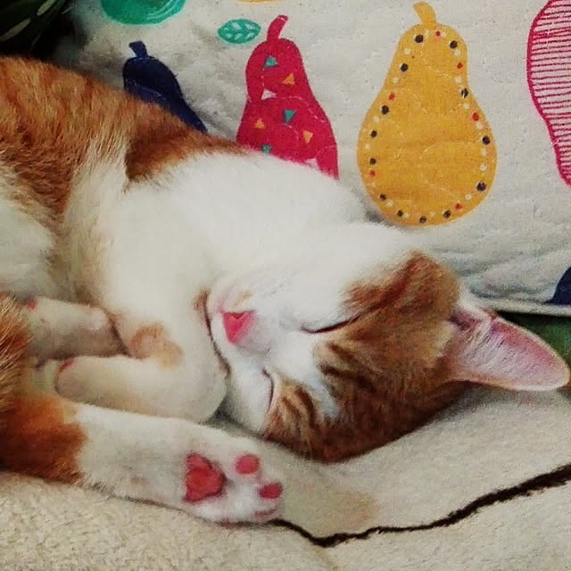 Toyomiさんの実例写真
