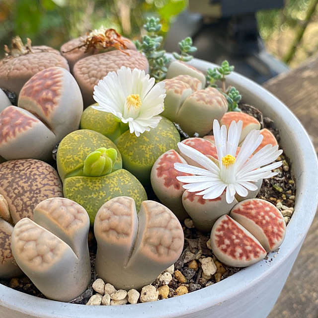 mintteaさんの部屋