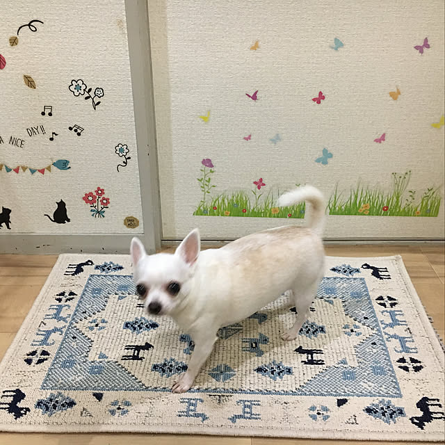 pidamuさんの実例写真