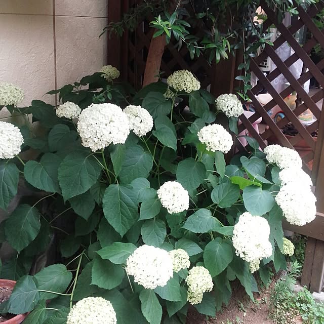 Ekureaさんの実例写真