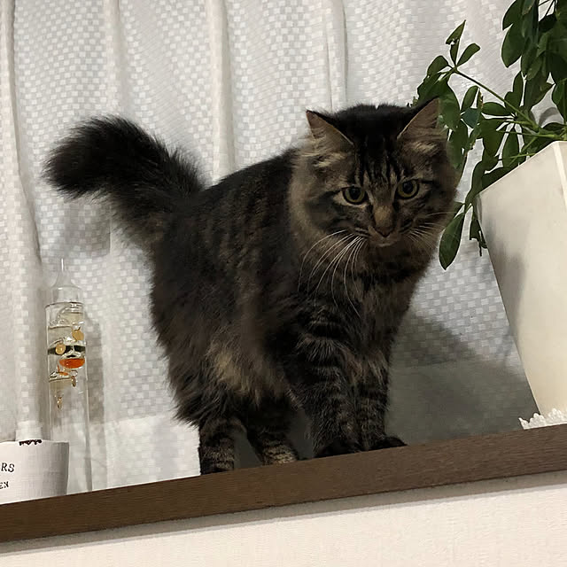 yukoさんの実例写真
