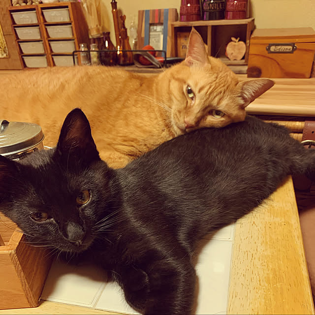 rioさんの実例写真