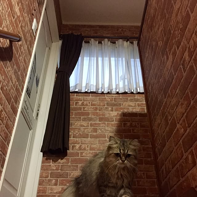 butachanさんの実例写真