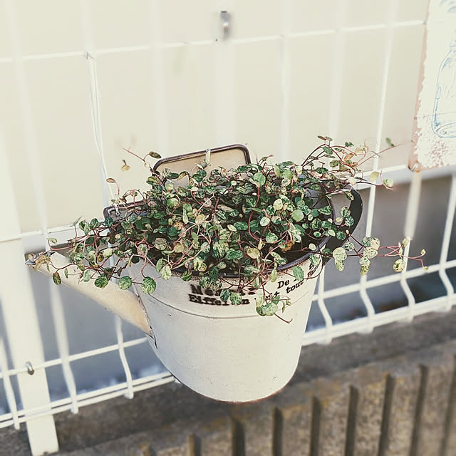 purpureさんの実例写真