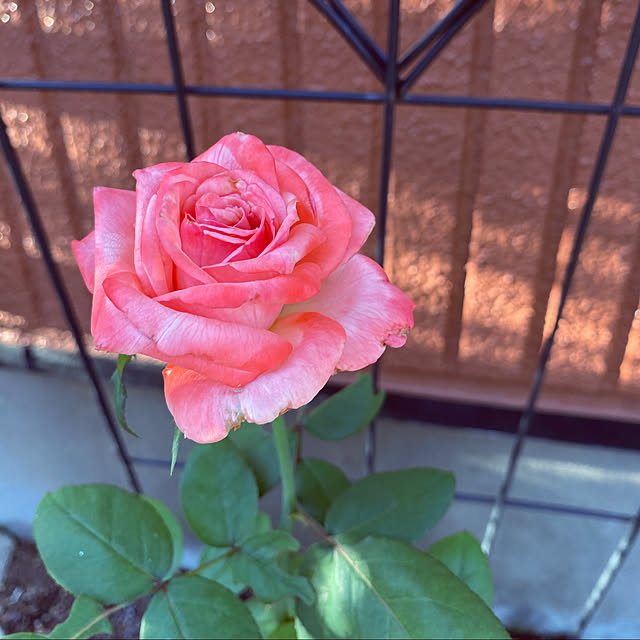 RoseLife5818さんの実例写真