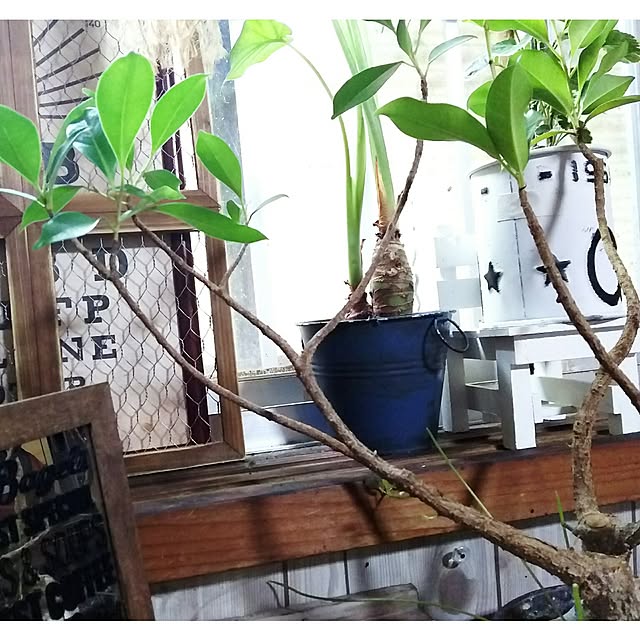 tomokaさんの実例写真