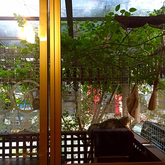 butachanさんの実例写真