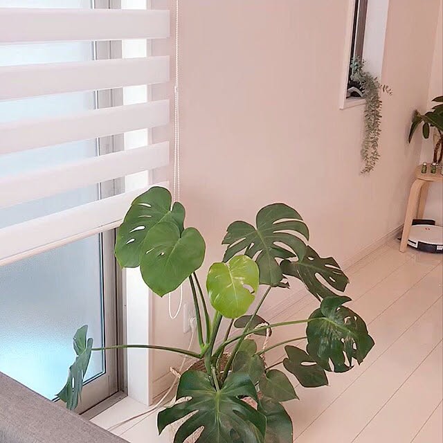 観葉植物/ナチュラル/IKEA/北欧/断捨離...などのインテリア実例 - 2022-01-06 17:24:10