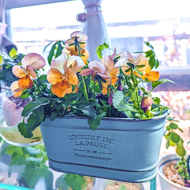 mi-saさんの部屋