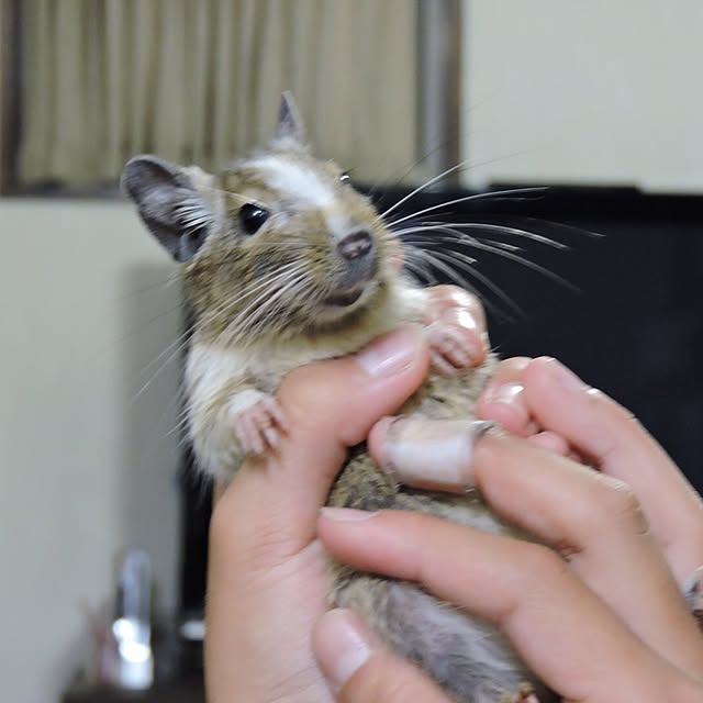 yukopiyonさんの実例写真