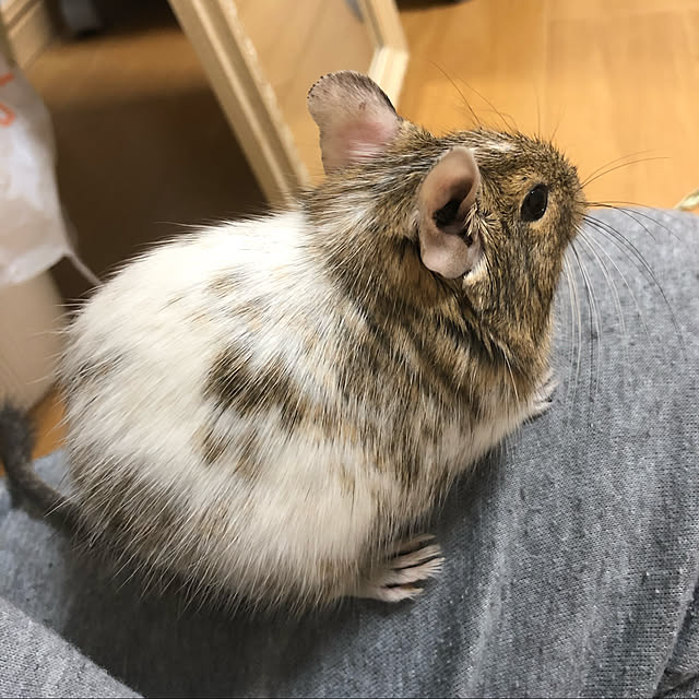 2LDK/賃貸/賃貸マンション/2LDK 賃貸/デグー...などのインテリア実例 - 2020-01-10 02:03:39