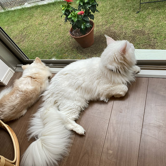 Lionaさんの実例写真