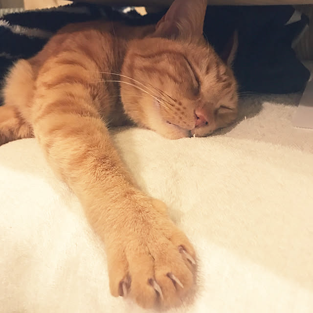 kou-kitiさんの実例写真