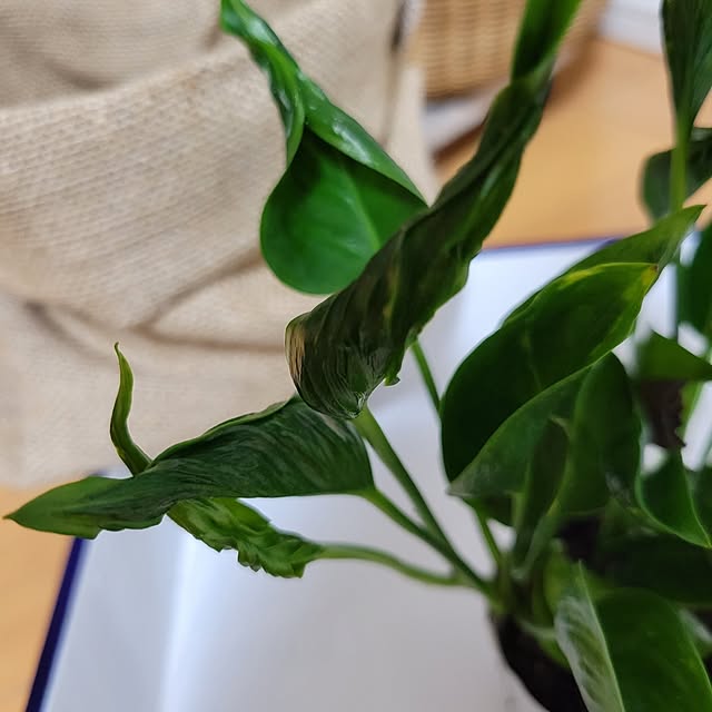 akiak.3さんの実例写真