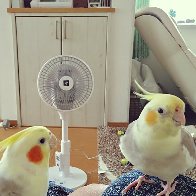 puriyuzuさんの実例写真