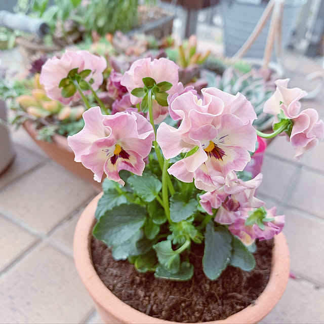 maymamさんの実例写真