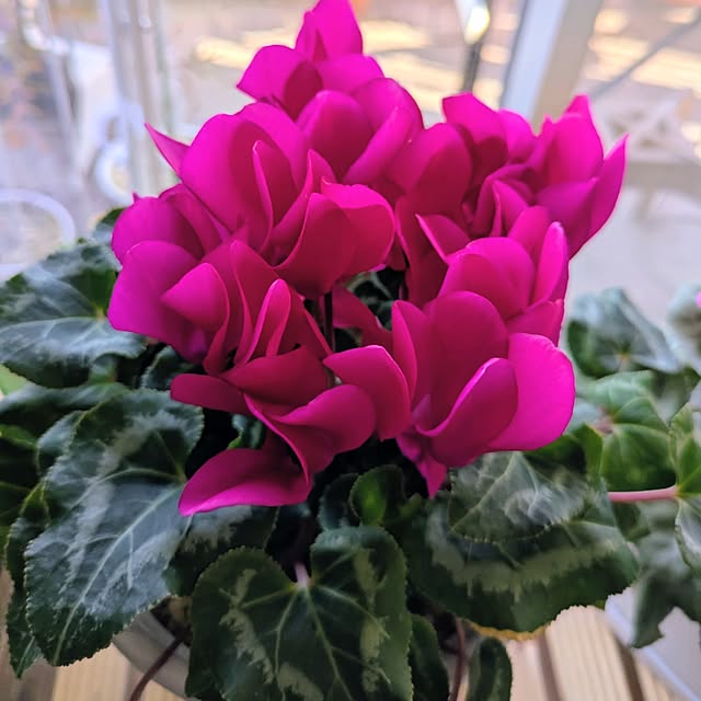 mi-saさんの部屋