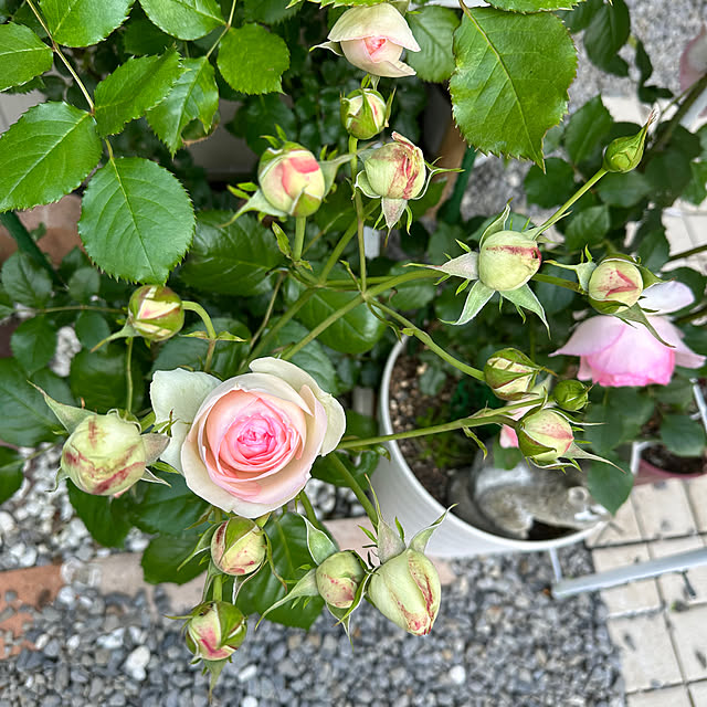 miruさんの実例写真