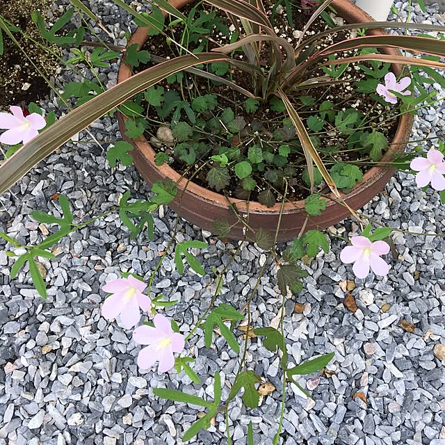 beetlechanさんの実例写真