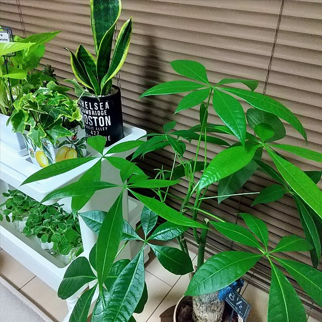 meiさんの実例写真