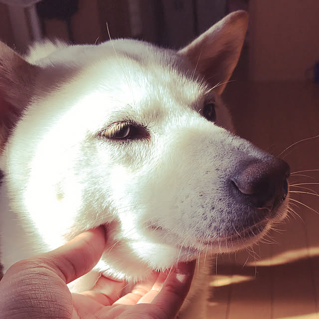 pillowsさんの実例写真