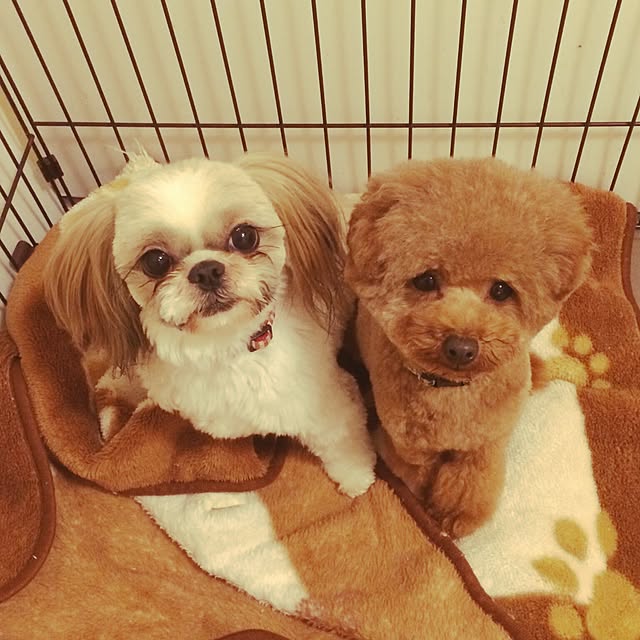pigulaviさんの実例写真