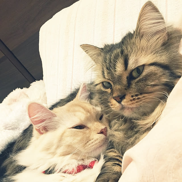takiさんの実例写真