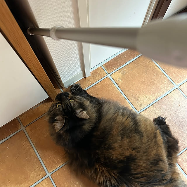 mikomaruさんの部屋
