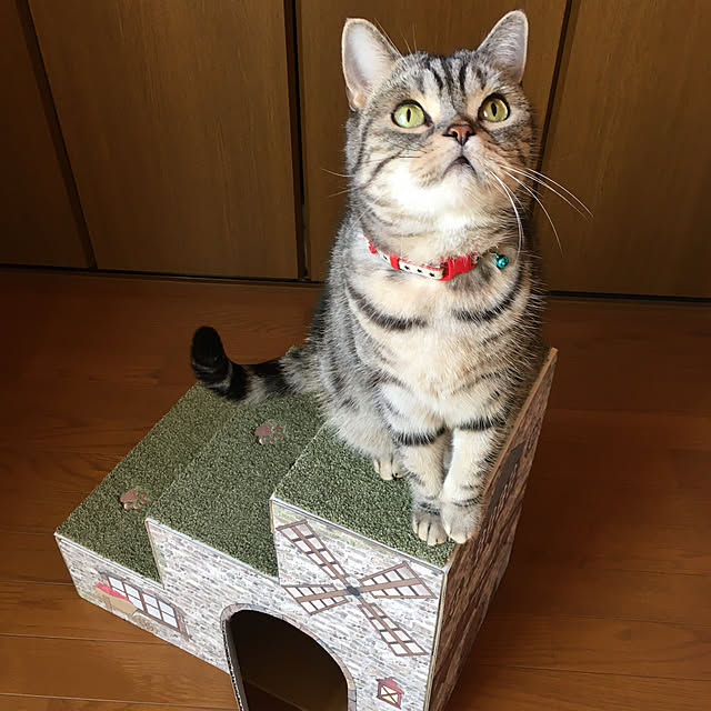mame-minさんの実例写真