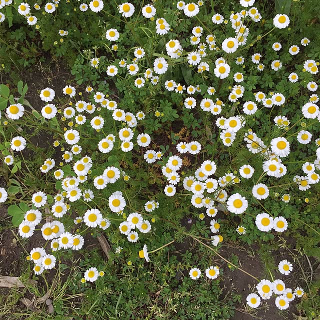 moririnさんの実例写真
