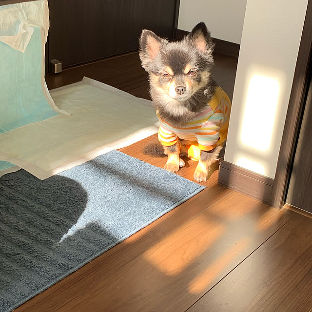 犬と暮らす/ベッド周りのインテリア実例 - 2020-01-12 22:31:52