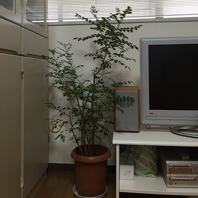 リビング/観葉植物のインテリア実例 - 2016-03-09 09:25:05