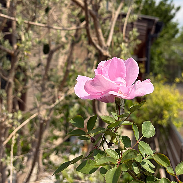 ronronさんの部屋