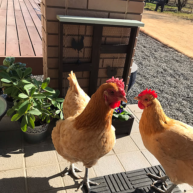 kokomadeさんの実例写真