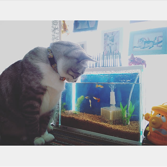 mntcさんの実例写真