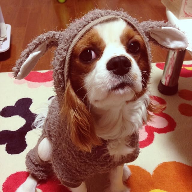 Apolloさんの実例写真